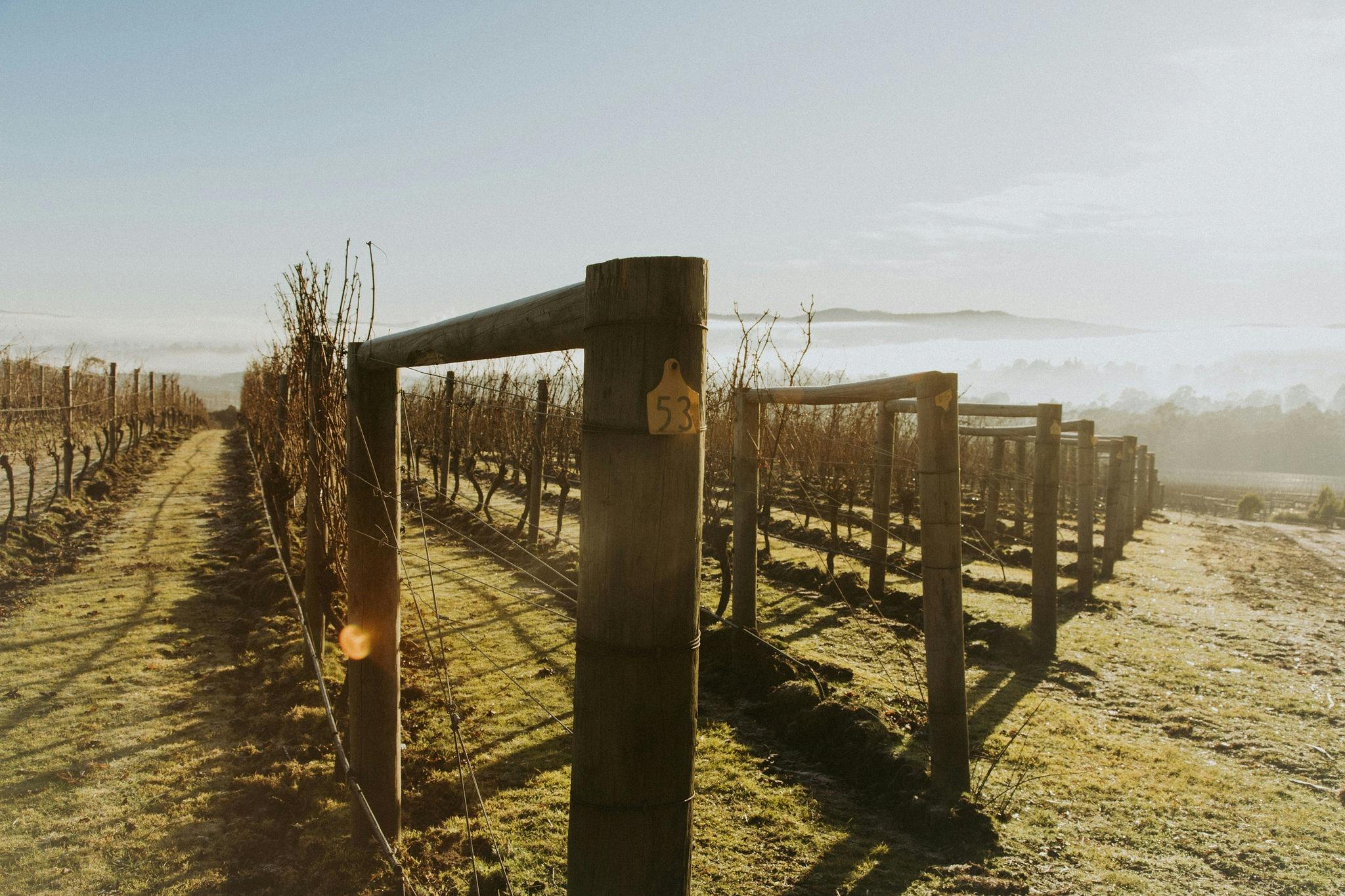 View of the vineyard with sun shining in the morning