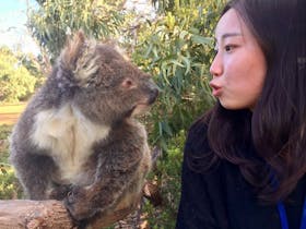 A guest interacting with a koala