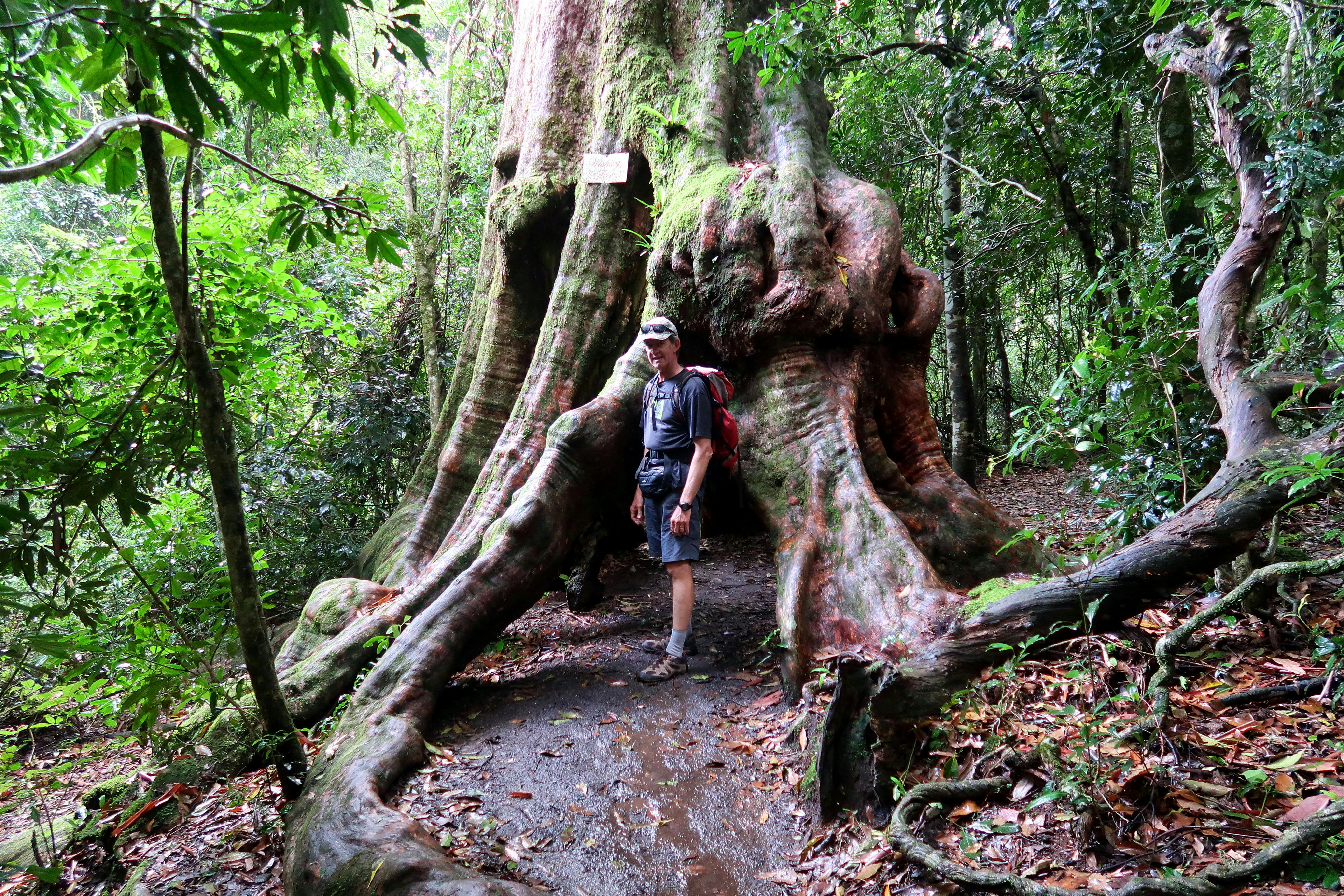 Wishing Tree Track Lamngton NP