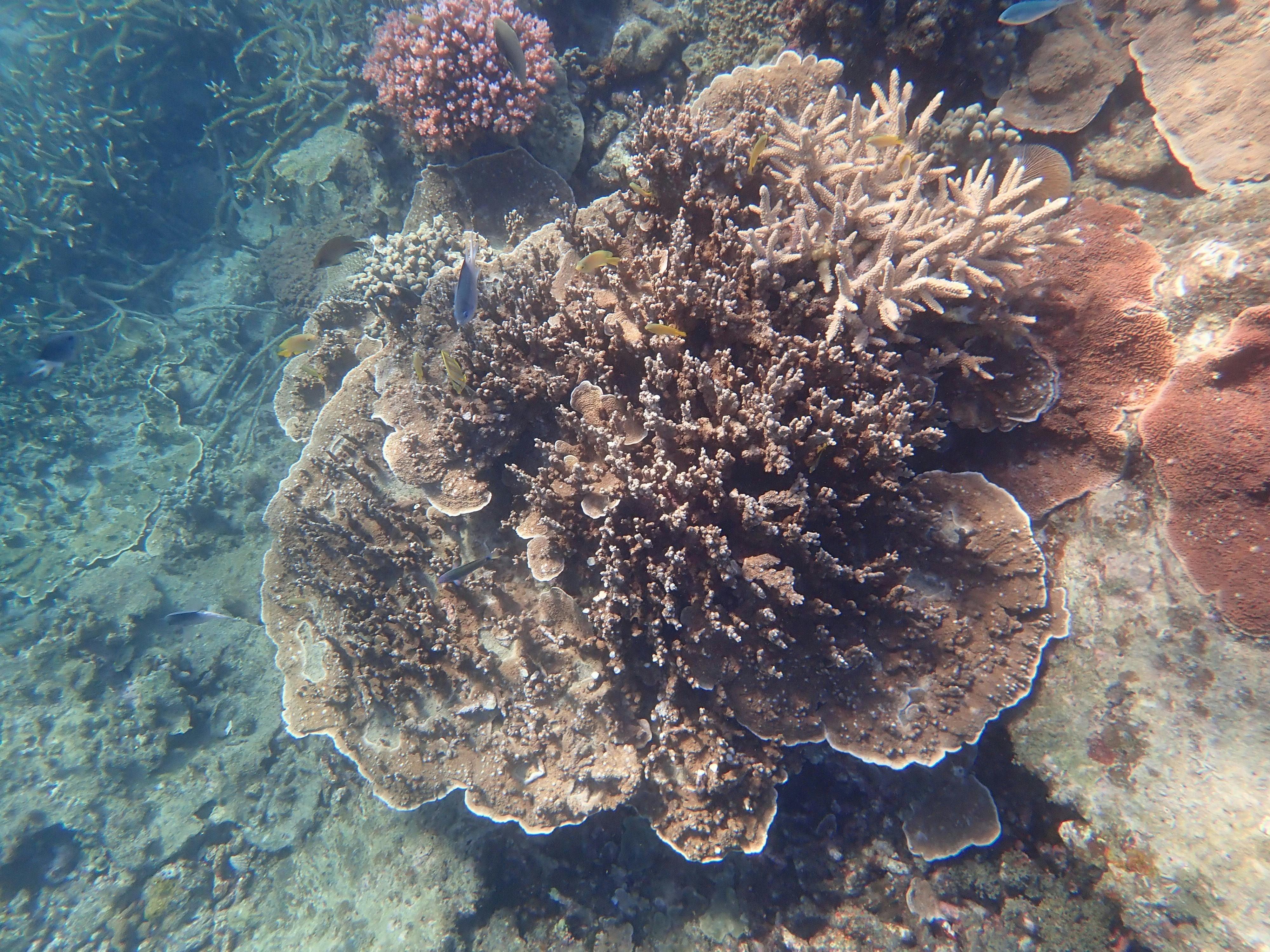 Amazing to think that these corals survived the wrath of Tropical Cyclone Debbie in  March 2017.