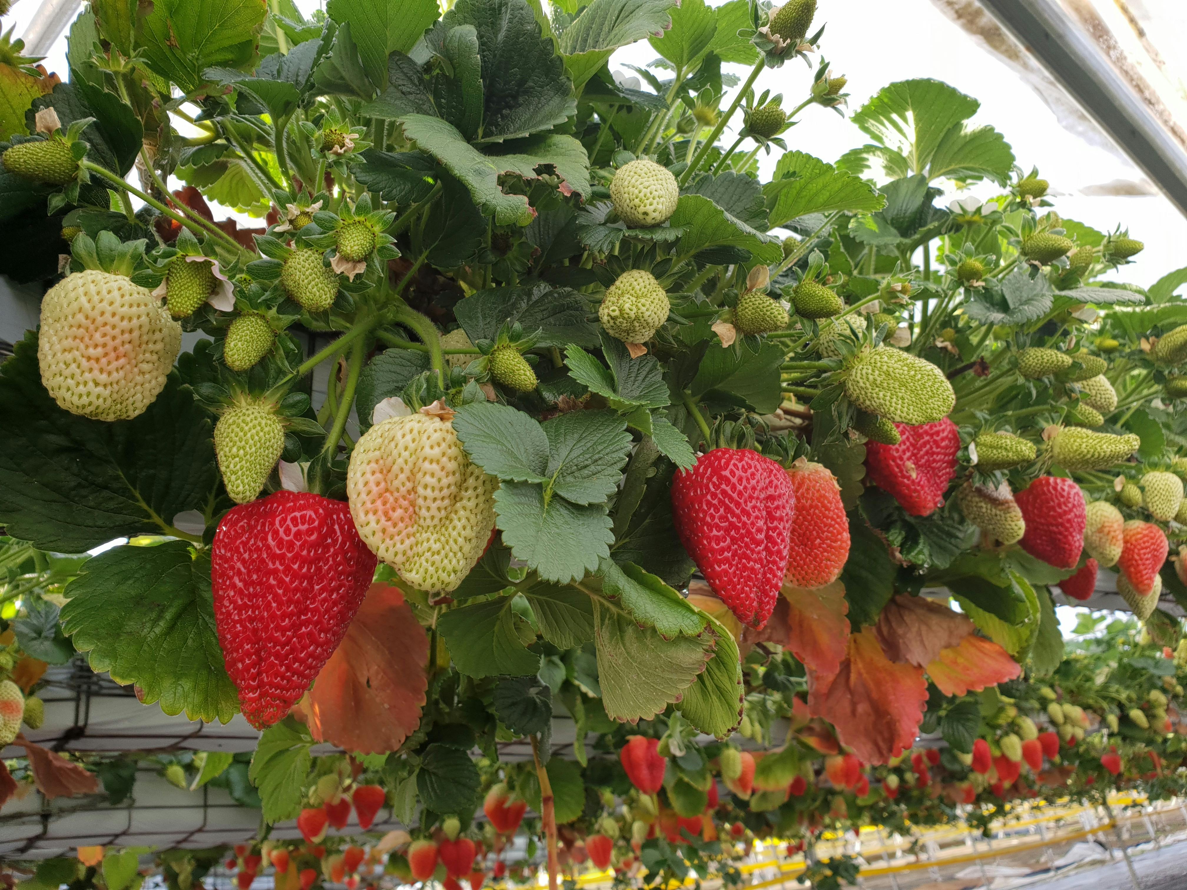 Berrylicious Strawberries Sydney, Australia Official Travel