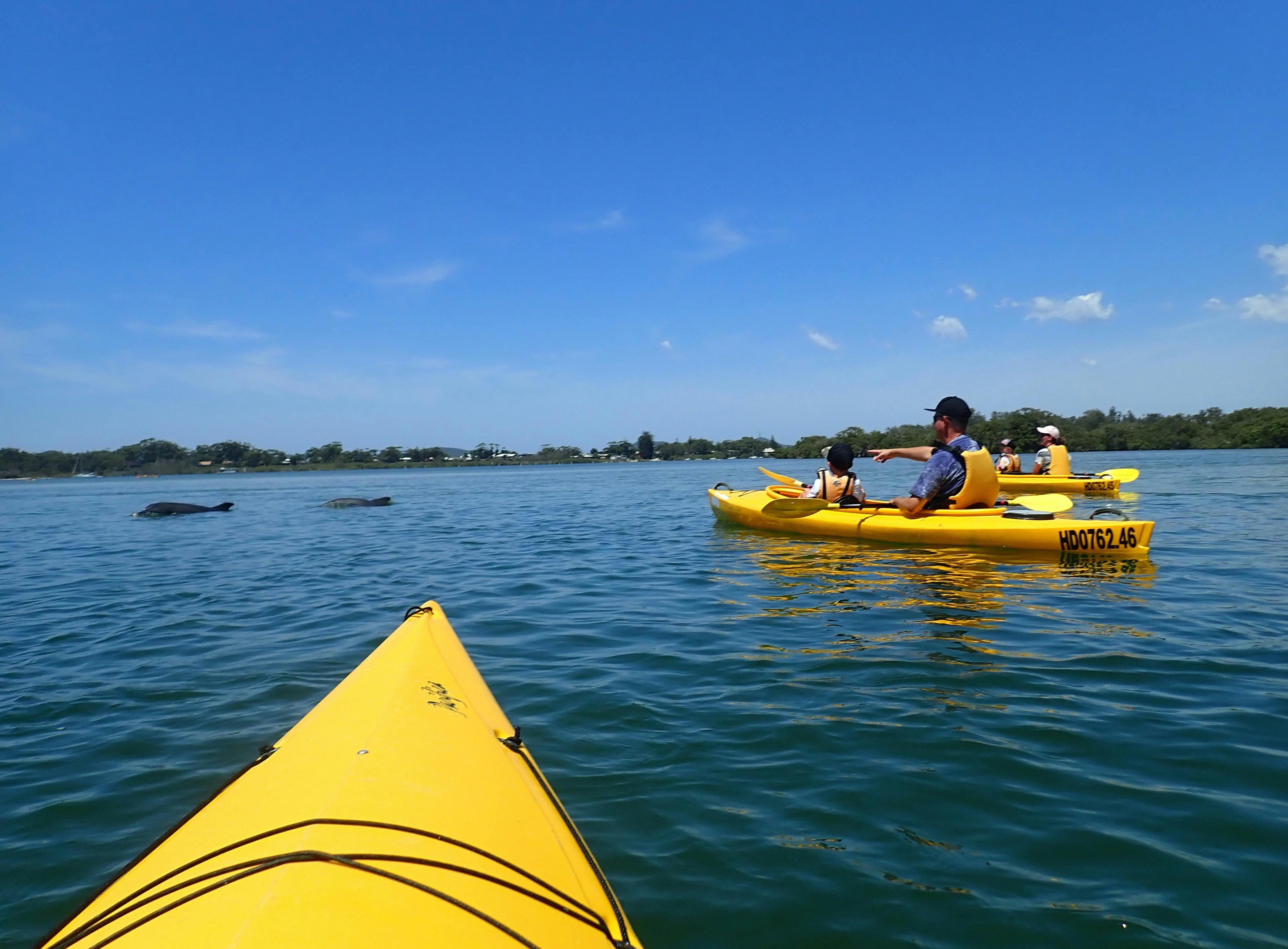 Dolphins on the Myall River Discovery Tour