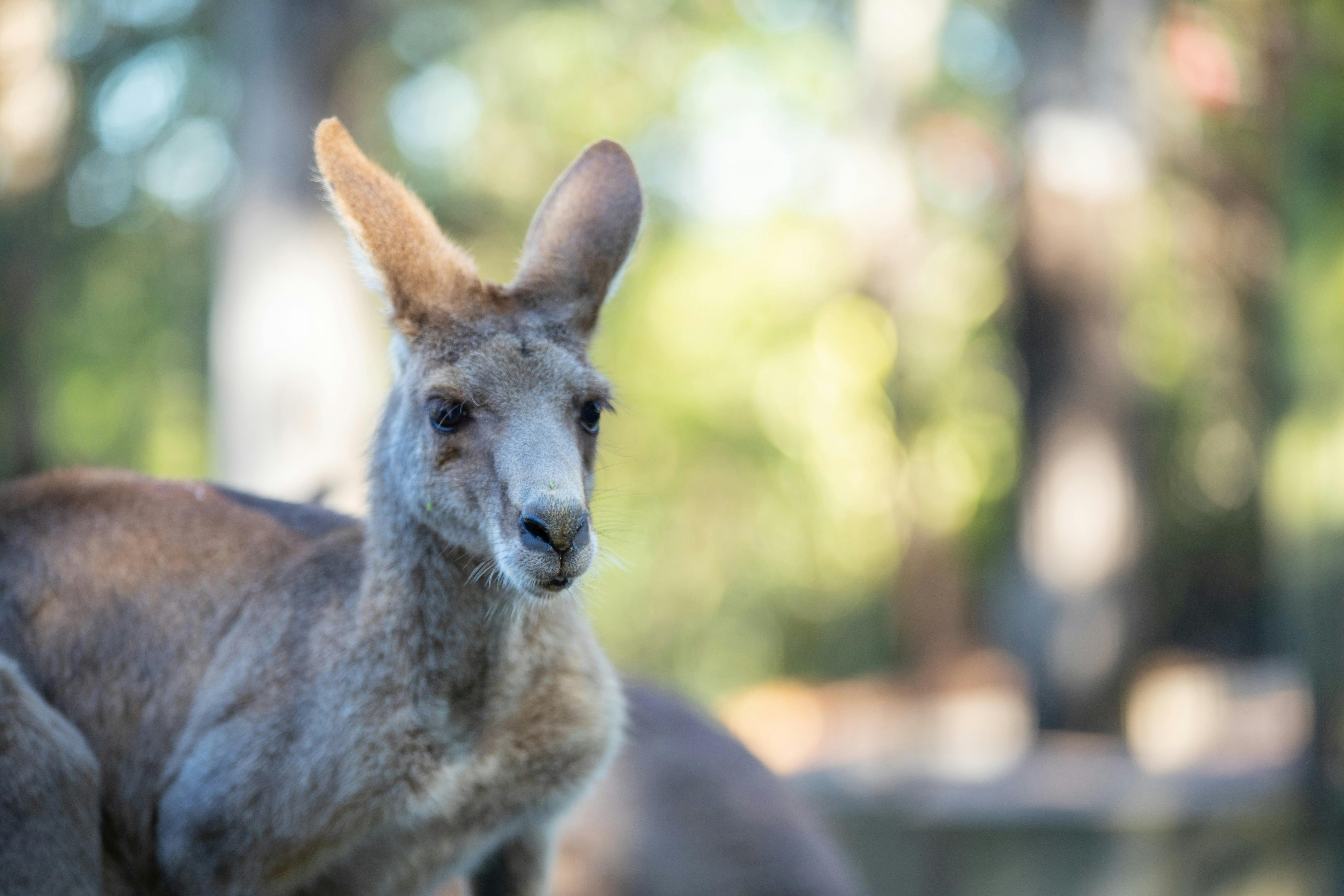 A kangaroo looking out into the distance