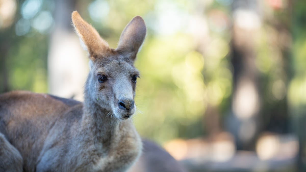 A kangaroo looking out into the distance