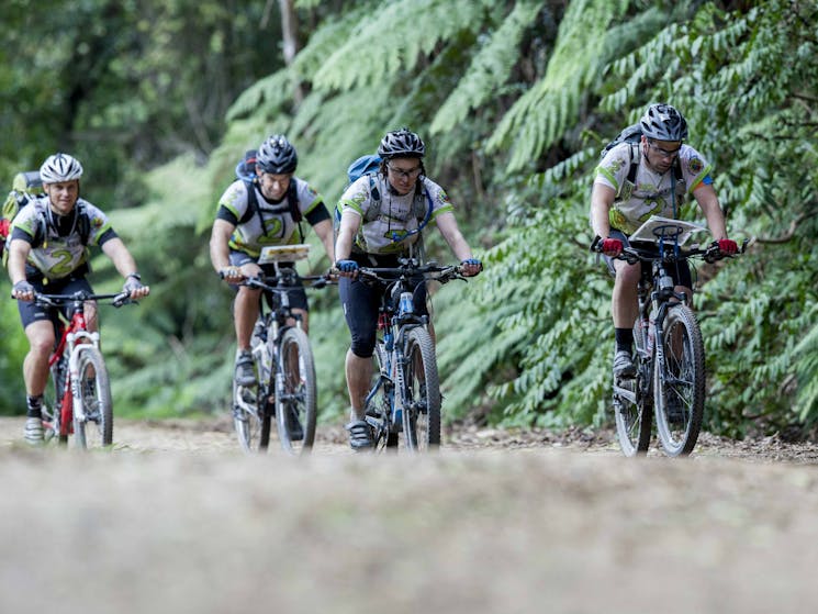 Four cyclists in the bush