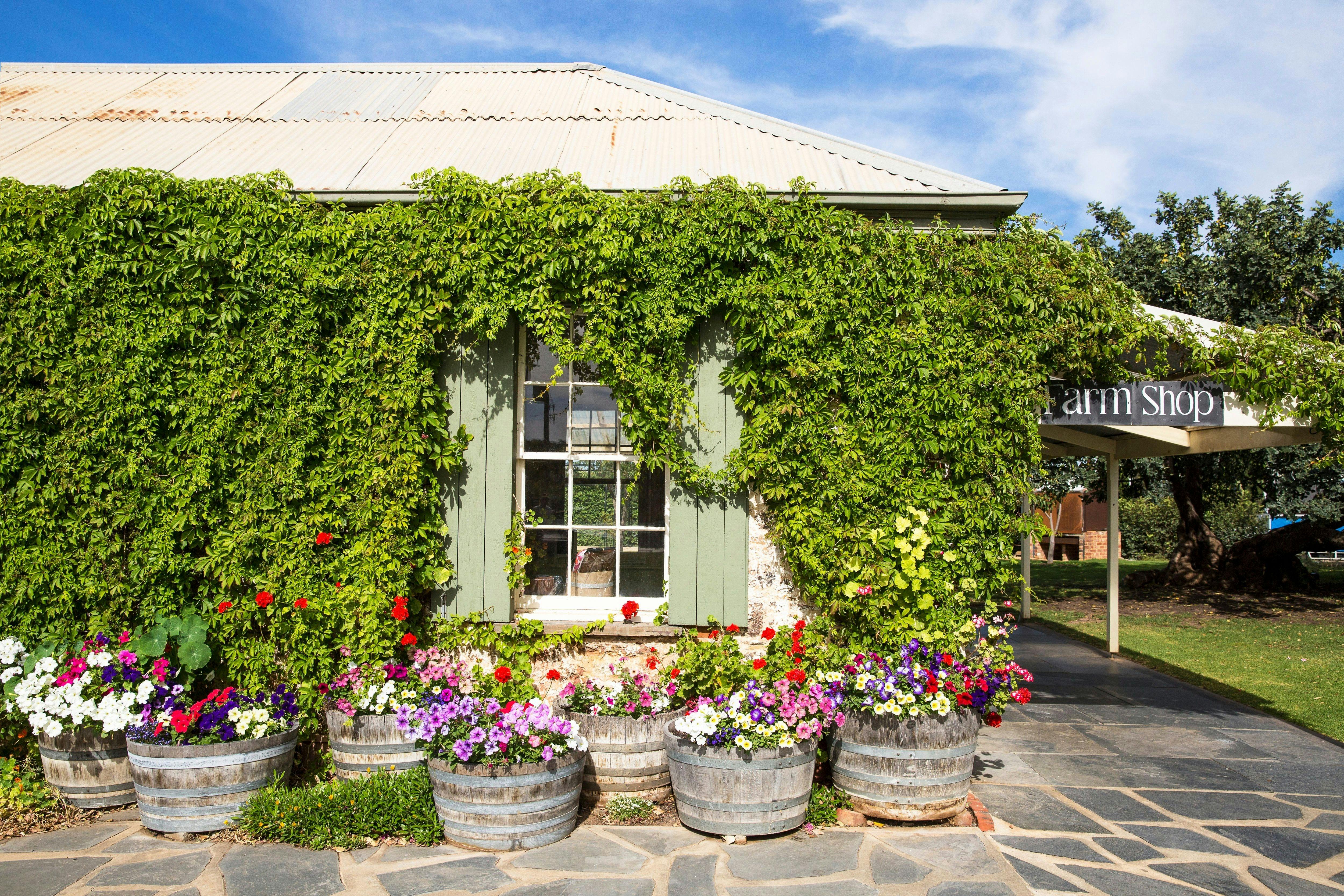 Coriole Vineyards, Fleurieu Peninsula