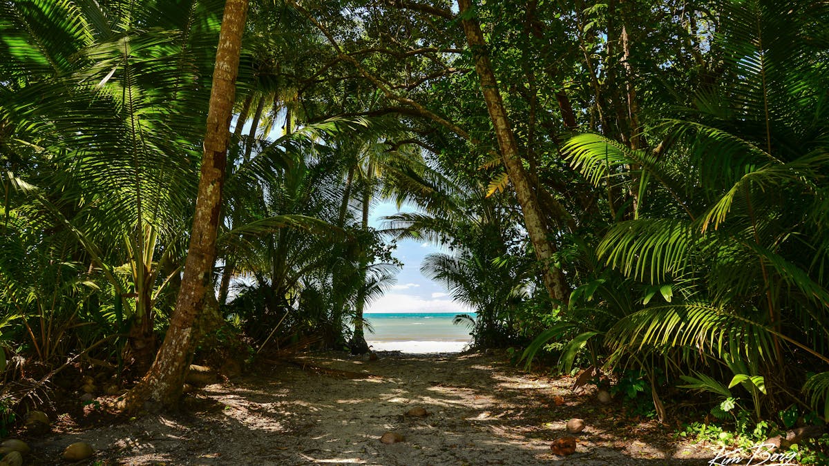 Beach pathway, Cape Trib Camping, Cape Tribulation, Tropical North QLD