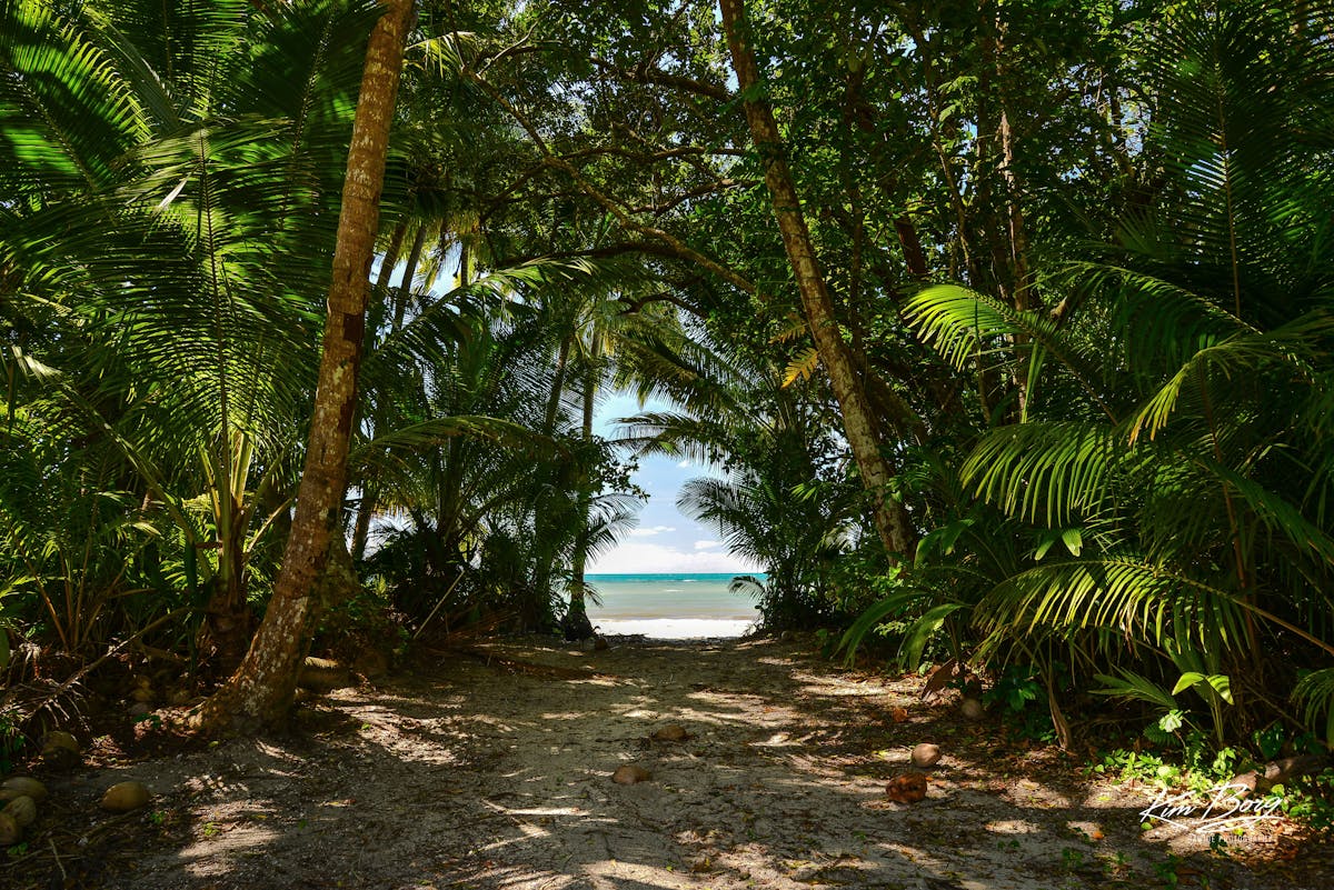 Beach pathway, Cape Trib Camping, Cape Tribulation, Tropical North QLD