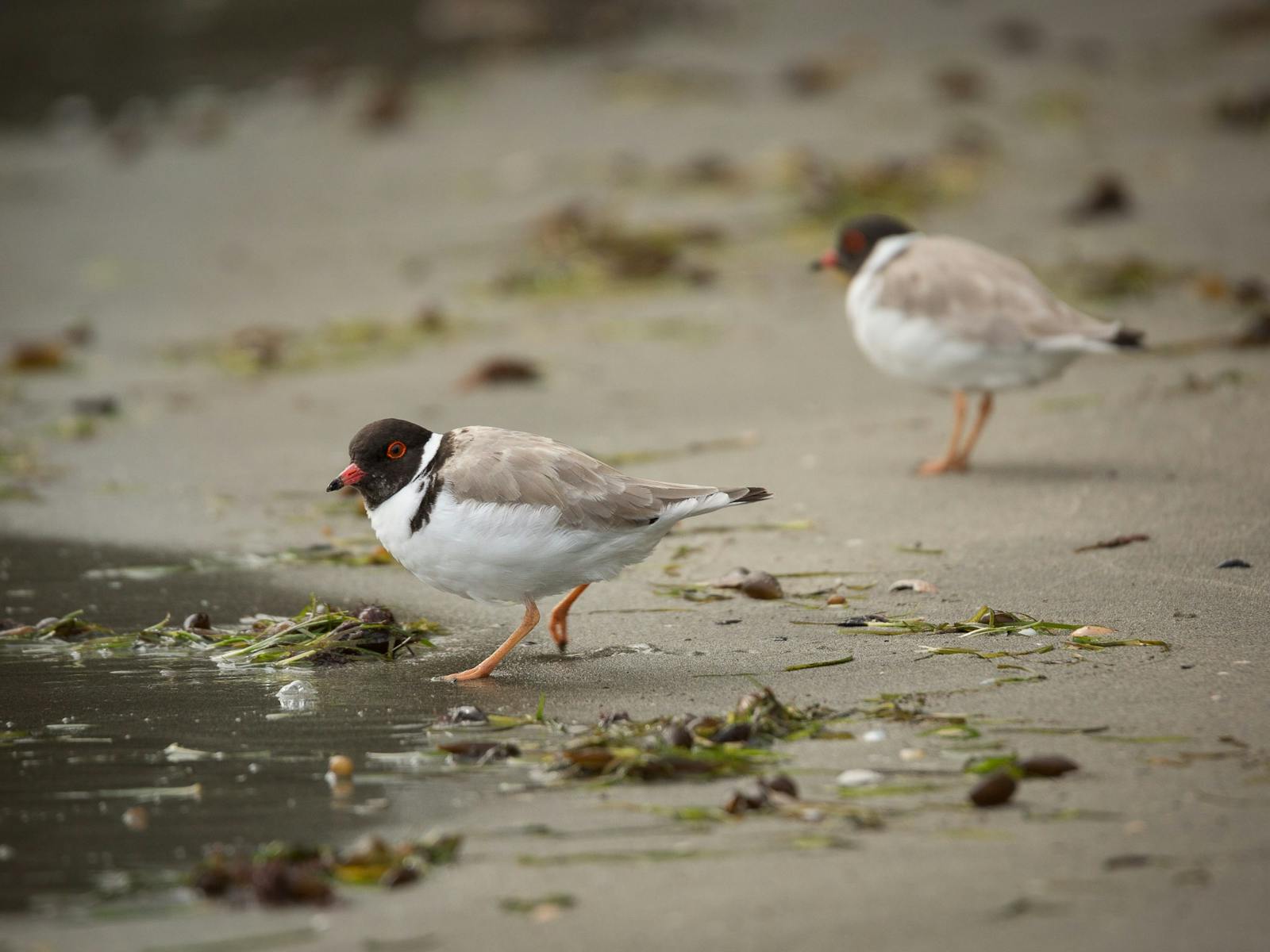 Hooded Plovers (shorebirds) - on tour with Shutterbug Walkabouts (photography tours)
