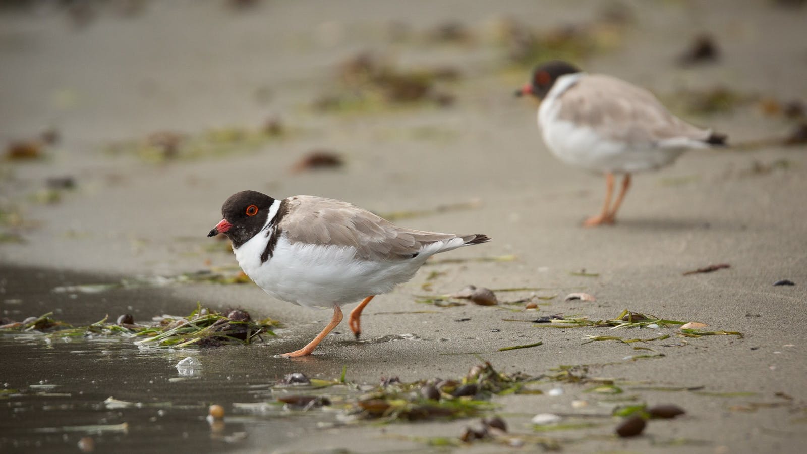 Hooded Plovers ... Bird photographers will love the diversity of birdlife to photograph.