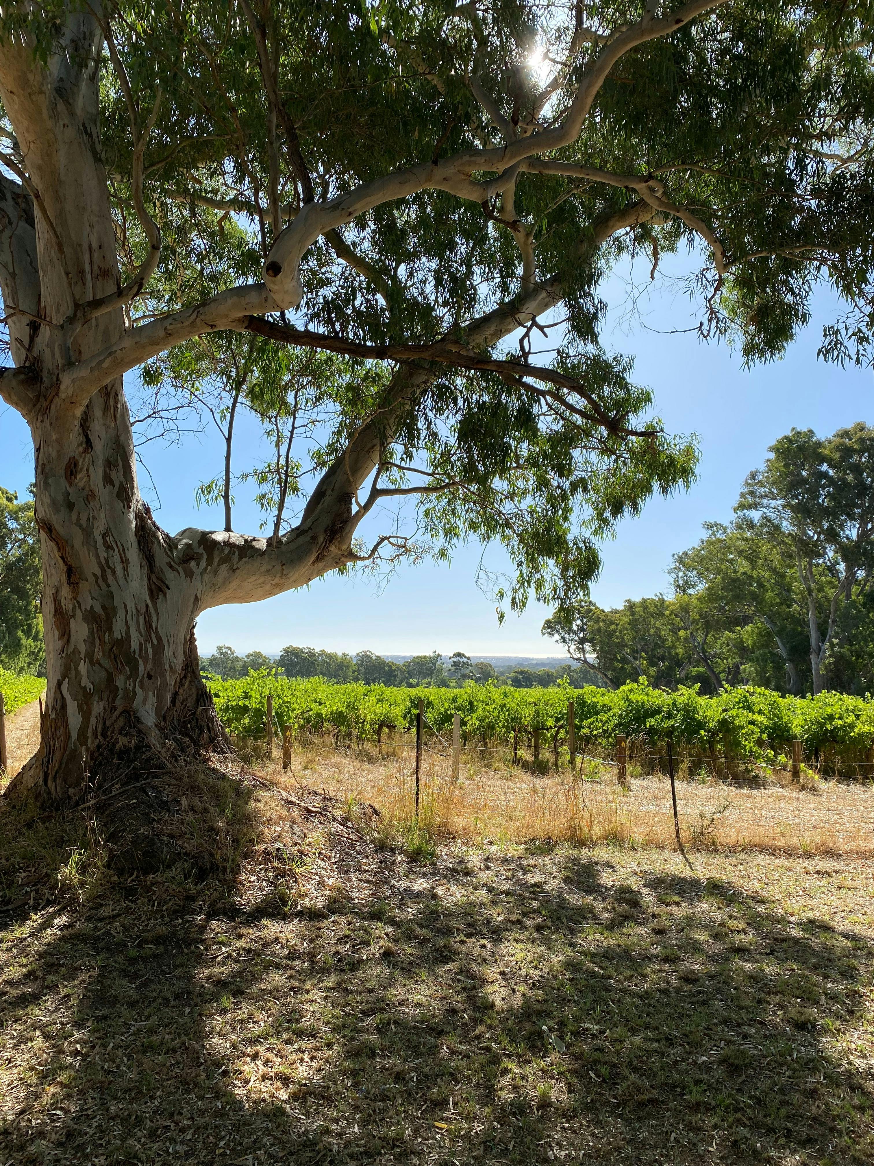 Red Gums & vineyards