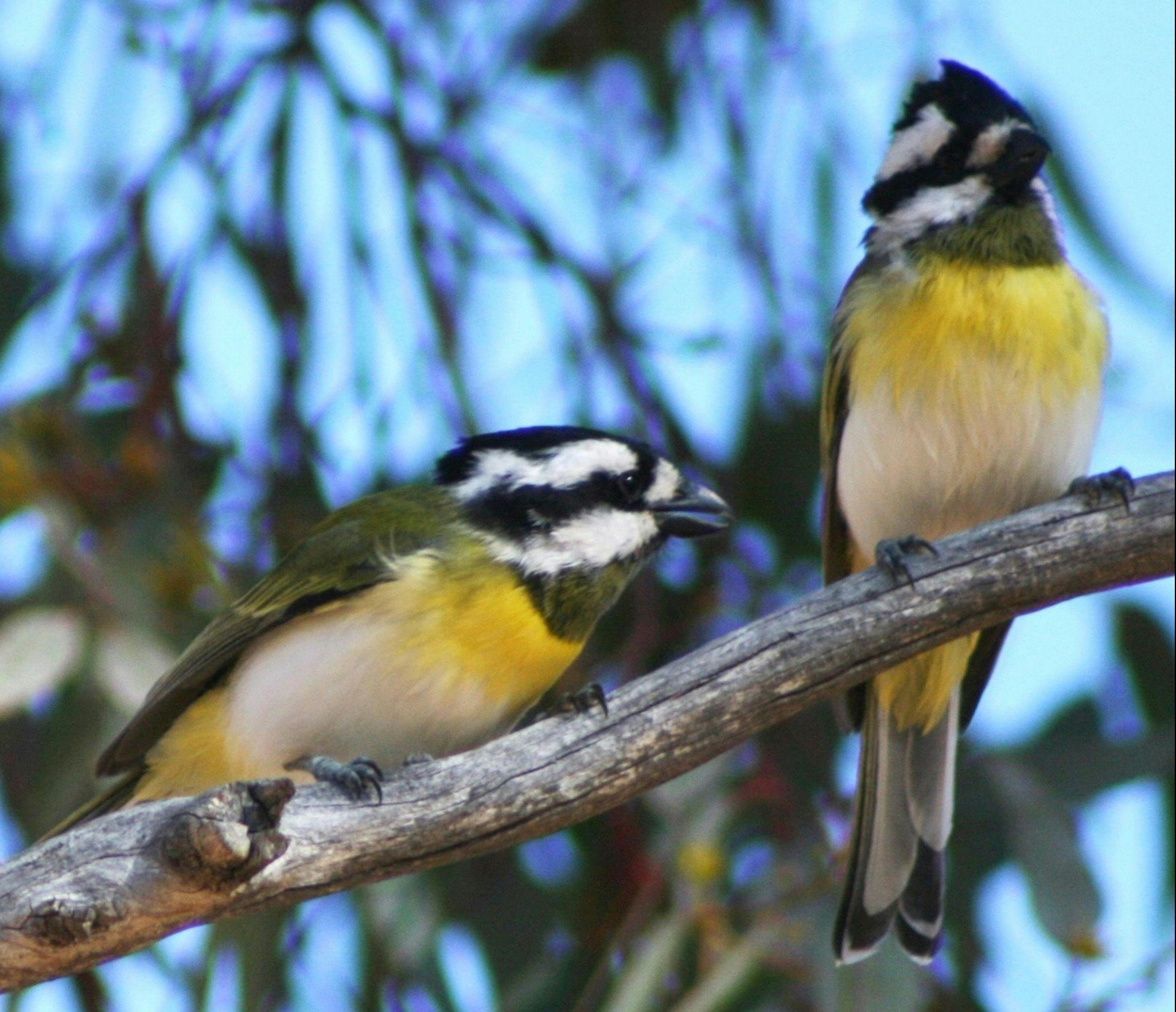 Birdlife at King River