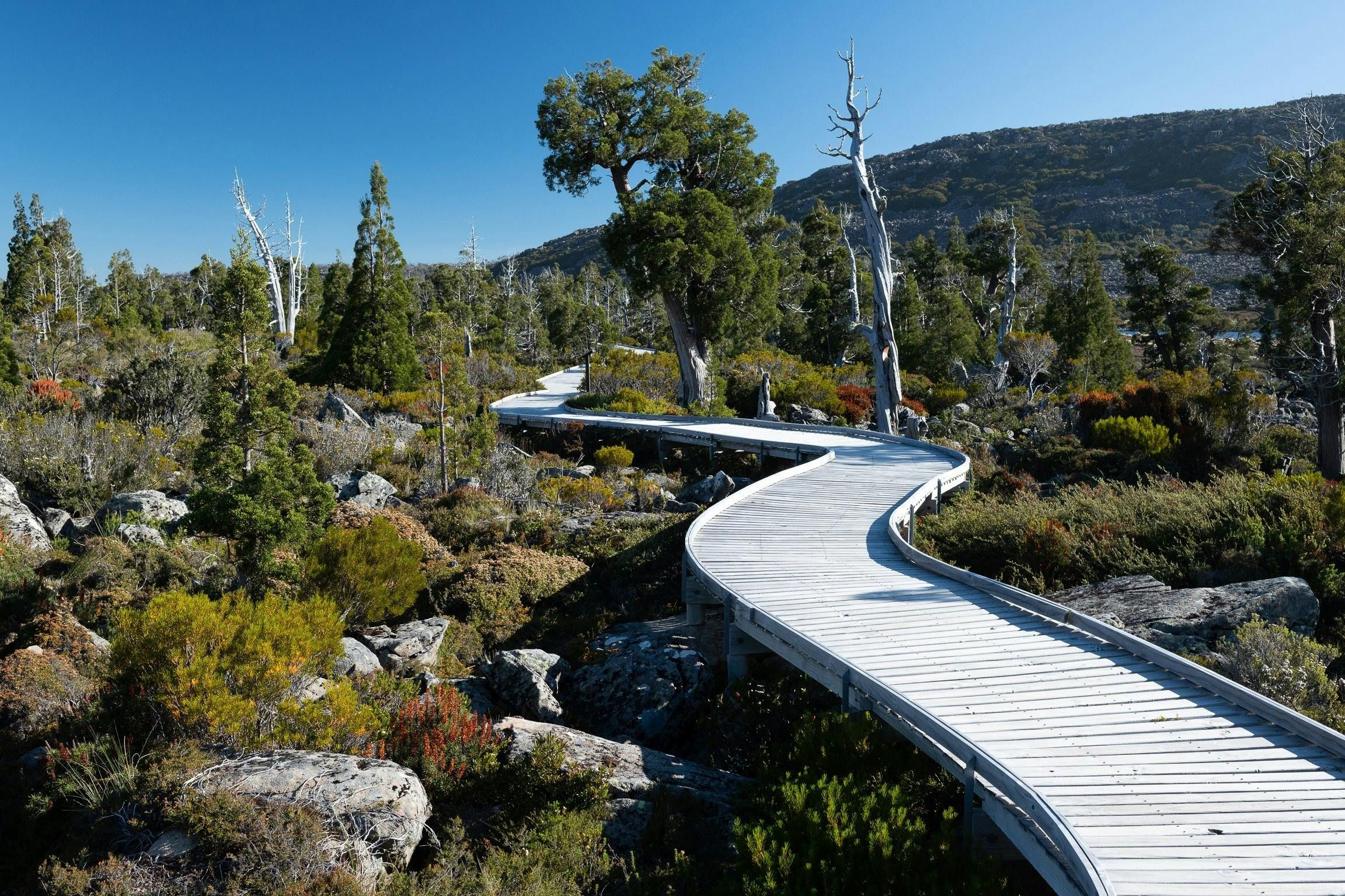 Pencil Pines growing along the Pine Lake boardwalk