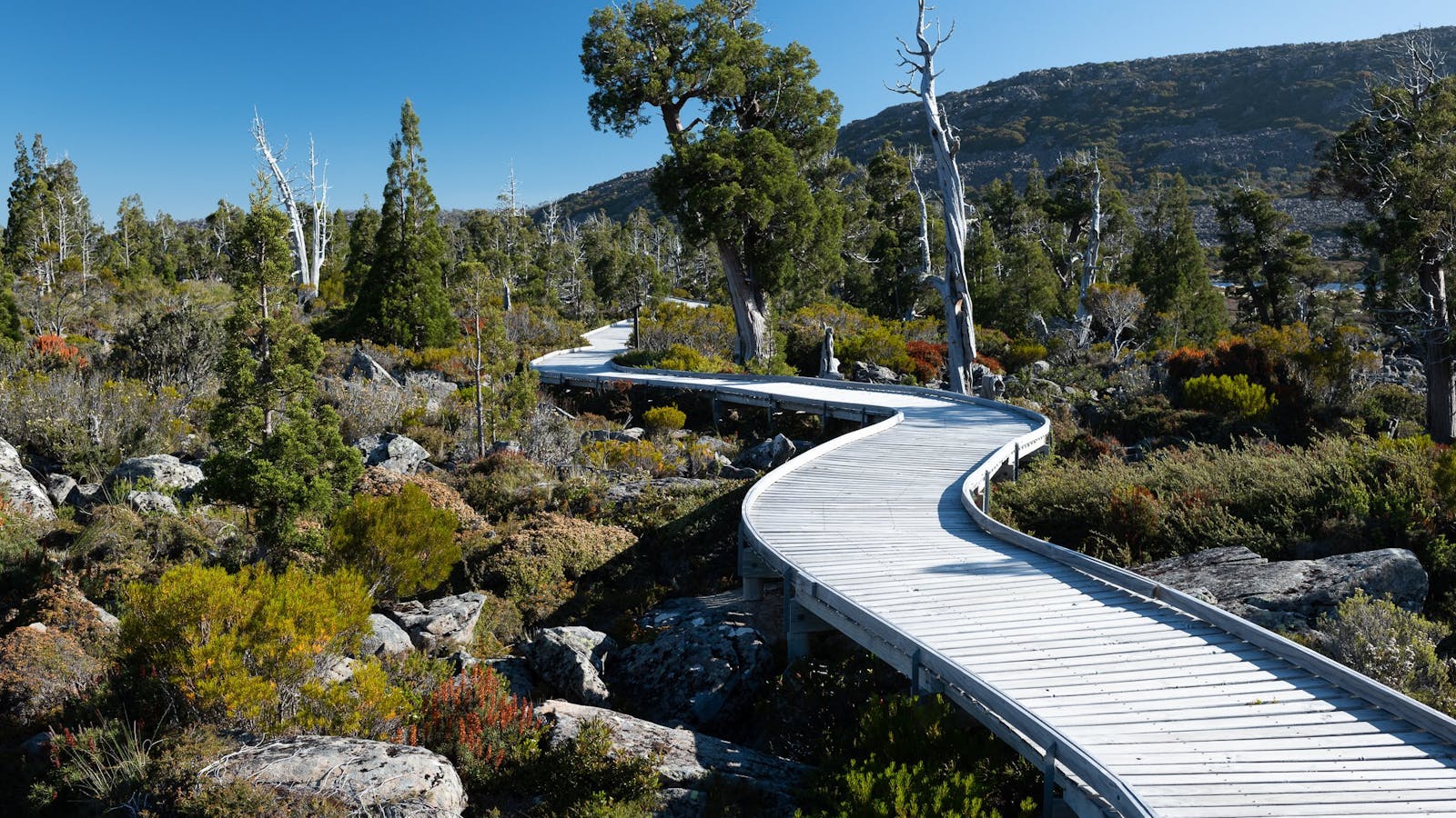 Pencil Pines growing along the Pine Lake boardwalk