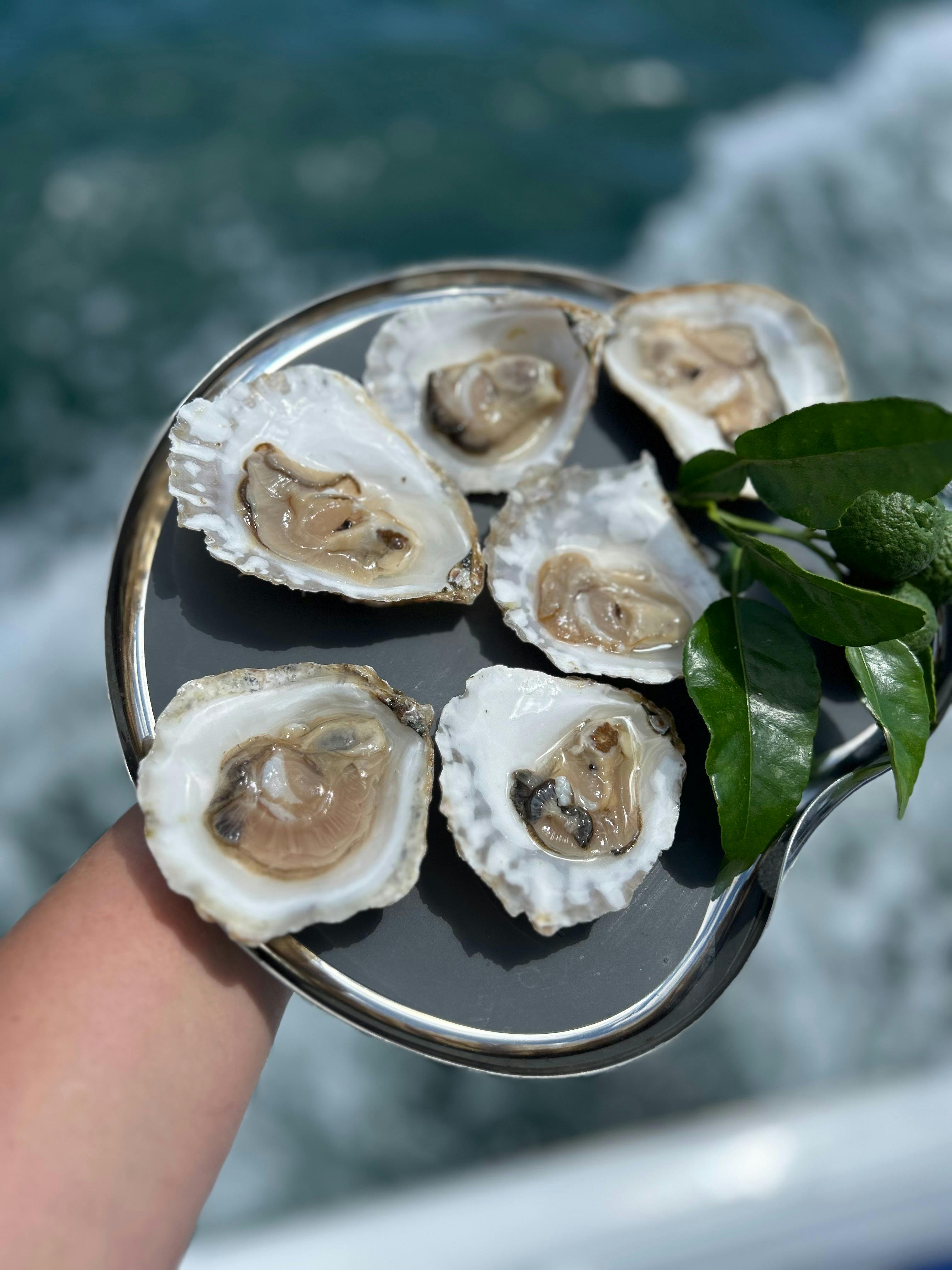 oysters