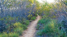Sandy track through head-high vegetation.