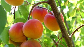 Payne's Orchards