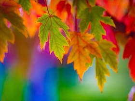 Colours of Autumn – Hahndorf Photography Retreat Cover Image