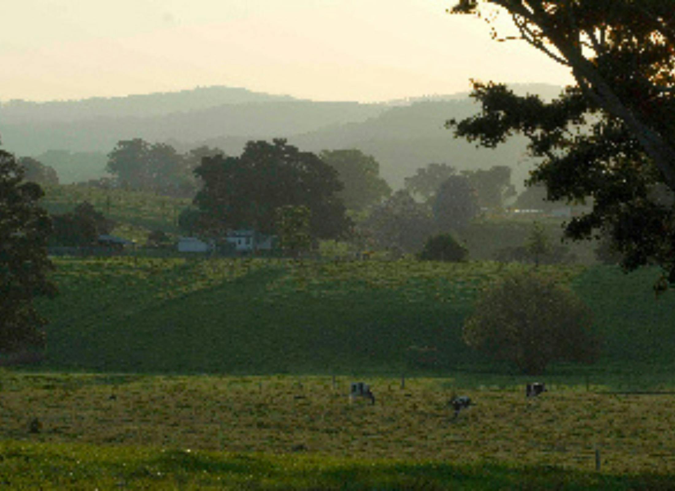 looking across green rolling pasture