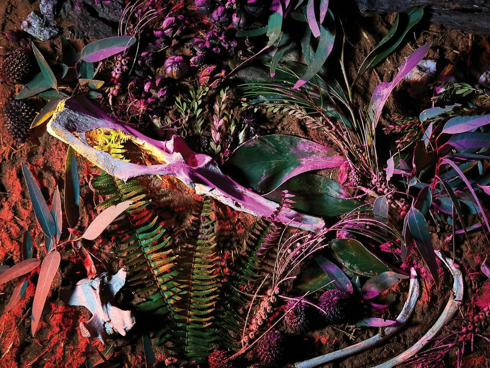 leaves, ferns, seed pods and animal bones on earthy ground, illuminated with red and purple light