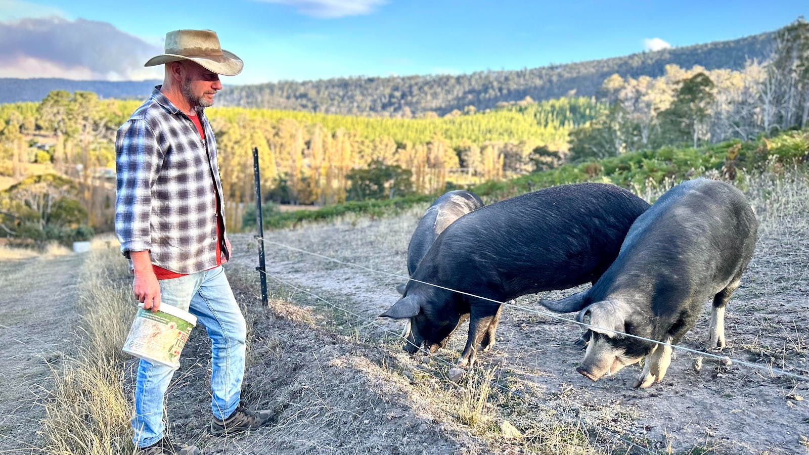 Farmer Steve and his Piggies