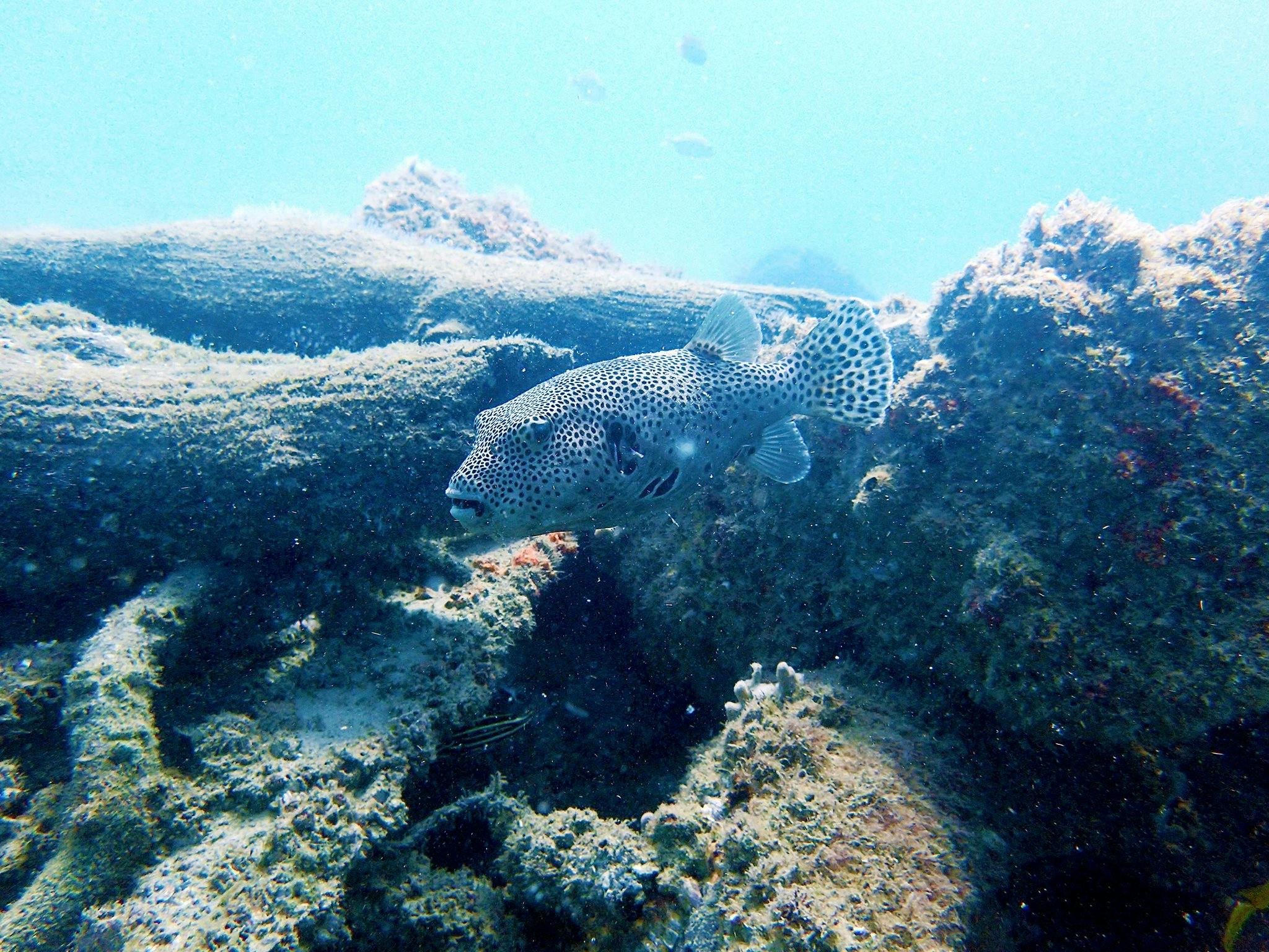 Introductory Scuba Dive