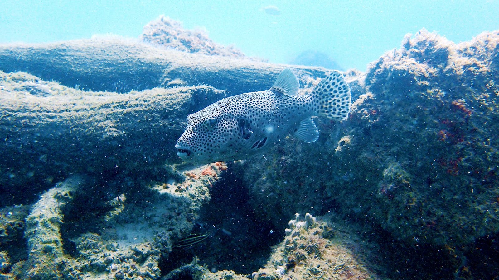 Gold Coast Diving