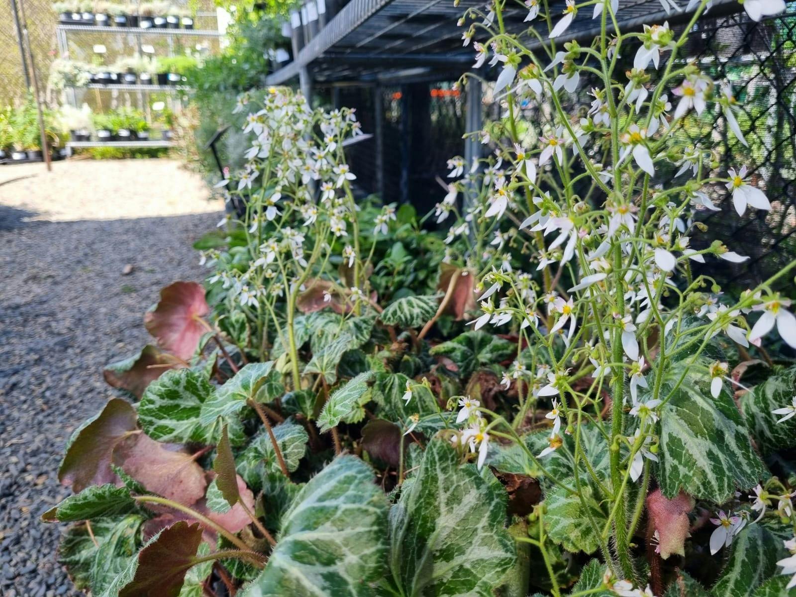 Southern Highlands Botanic Gardens