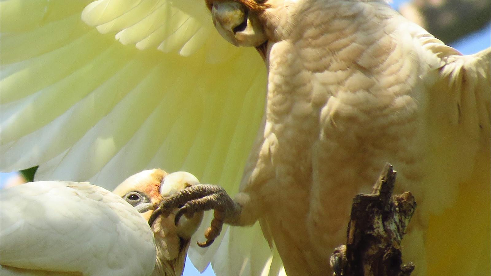 little corella