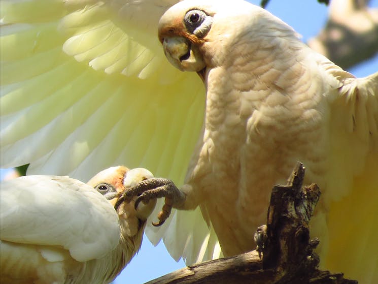 little corella