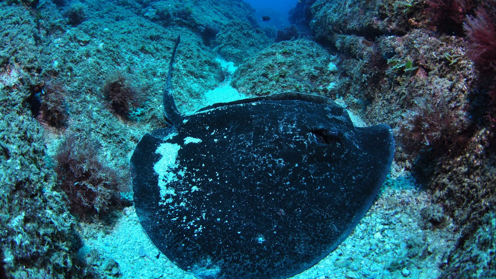 Boat Rock Dive Site
