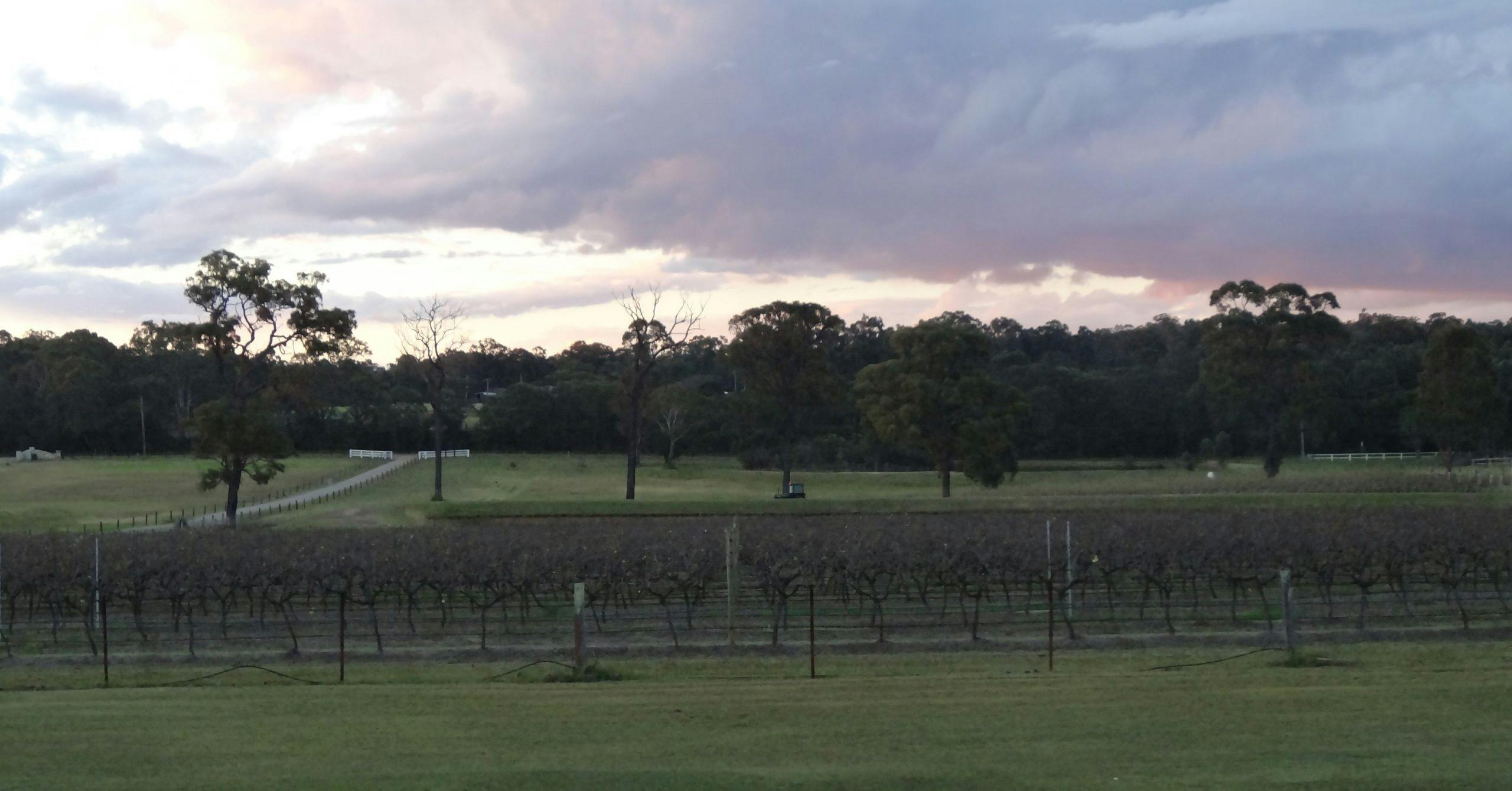 Vineyard
