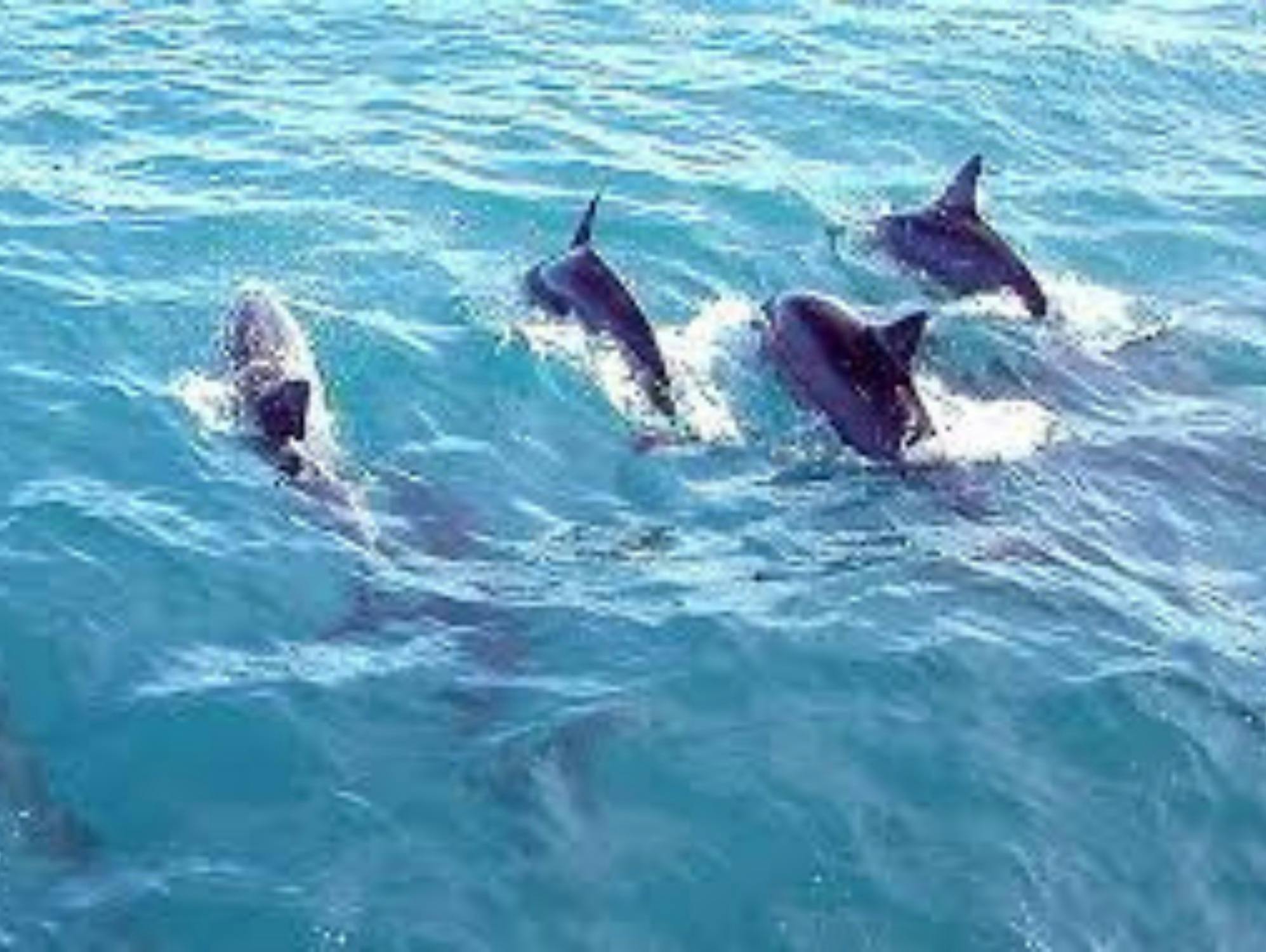 Dolphin Spotting