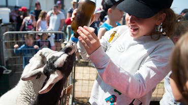 A young girl laughs while a kid and a lamb fight over drinking the bottle.