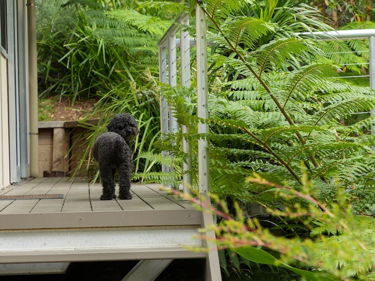 picture of one of our poodles on the deck