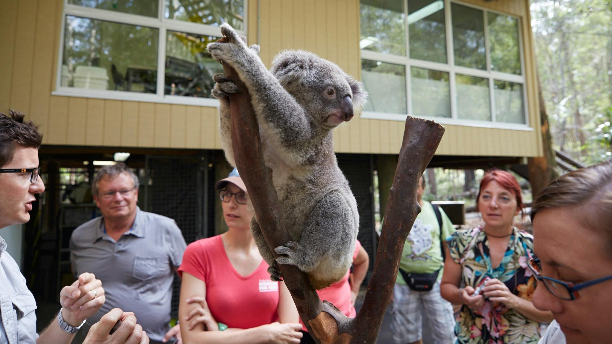 People standing around a koala on a low branch with building in background.