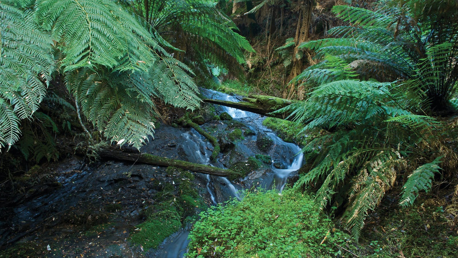 Tarra Bulga National Park