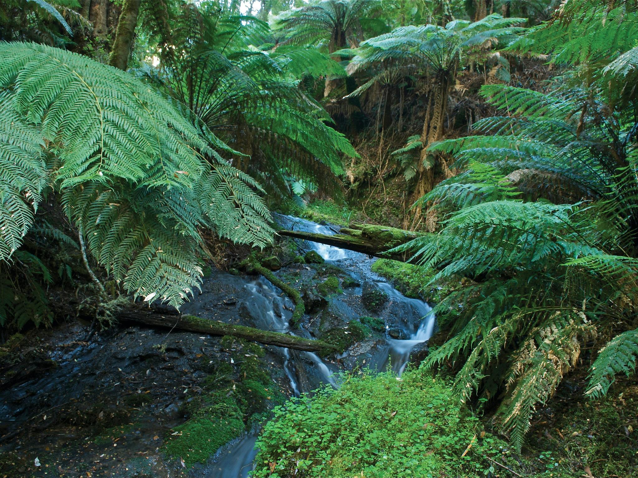 Tarra Bulga National Park