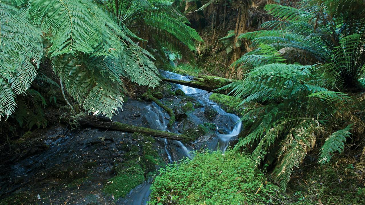 Tarra Bulga National Park