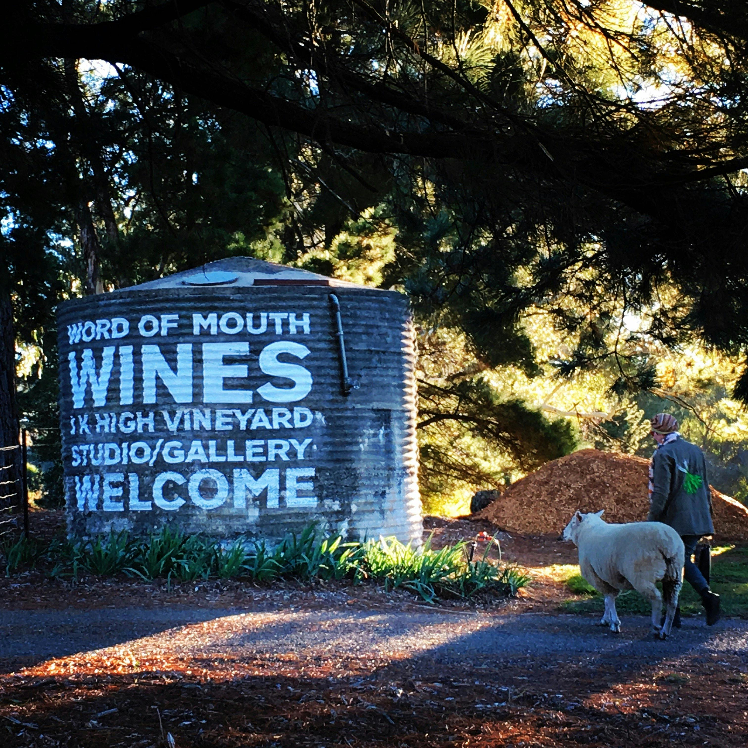 Our pet sheep Snuggles