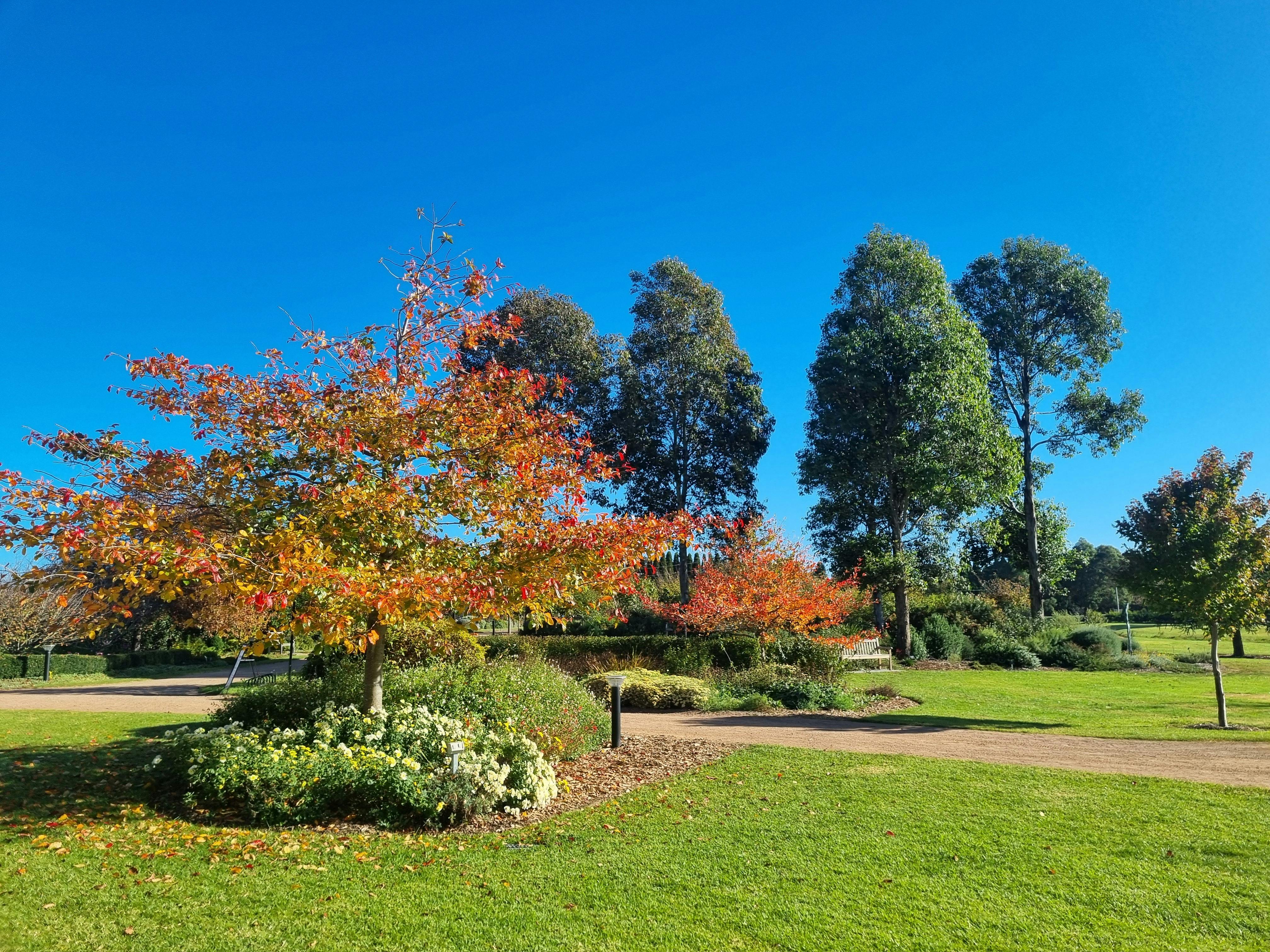 autumn colour