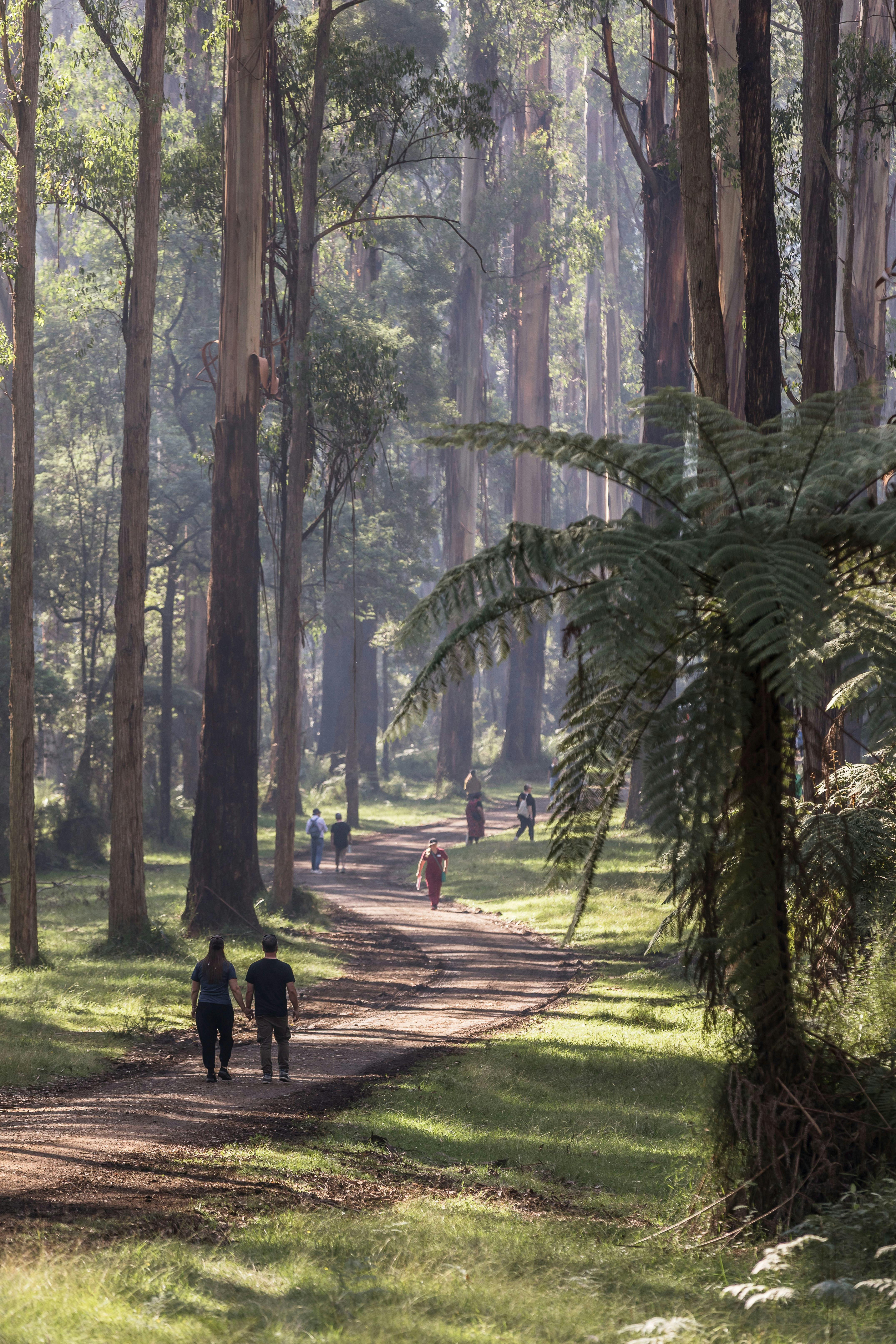 Coles Ridge Track