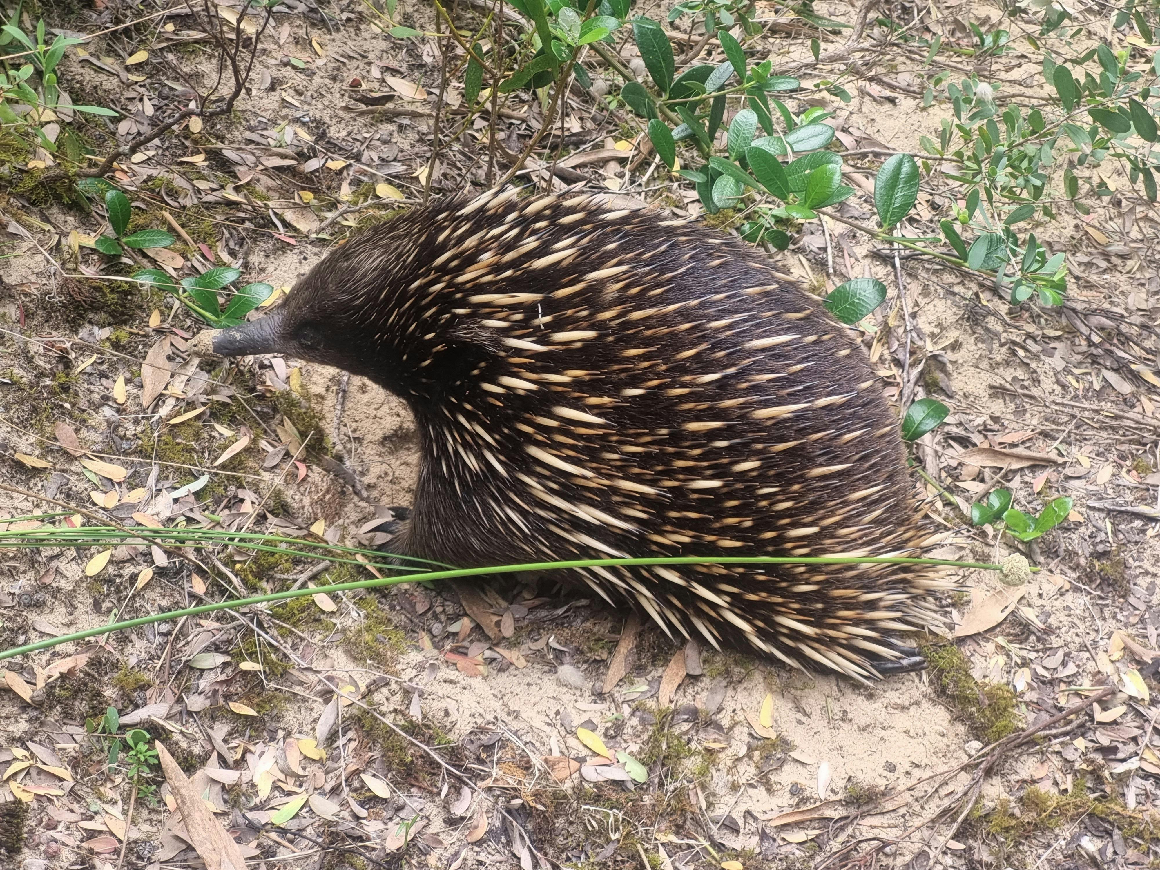 Echidnas and other local fauna can be found along our walks.