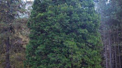 Pilot Hill Arboretum picnic grounds