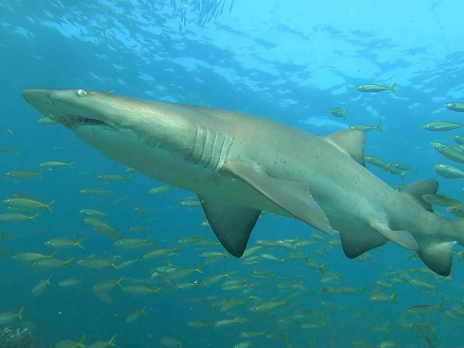Grey Nurse Shark