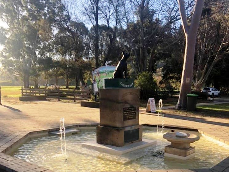 Dog on the Tuckerbox new surface pond