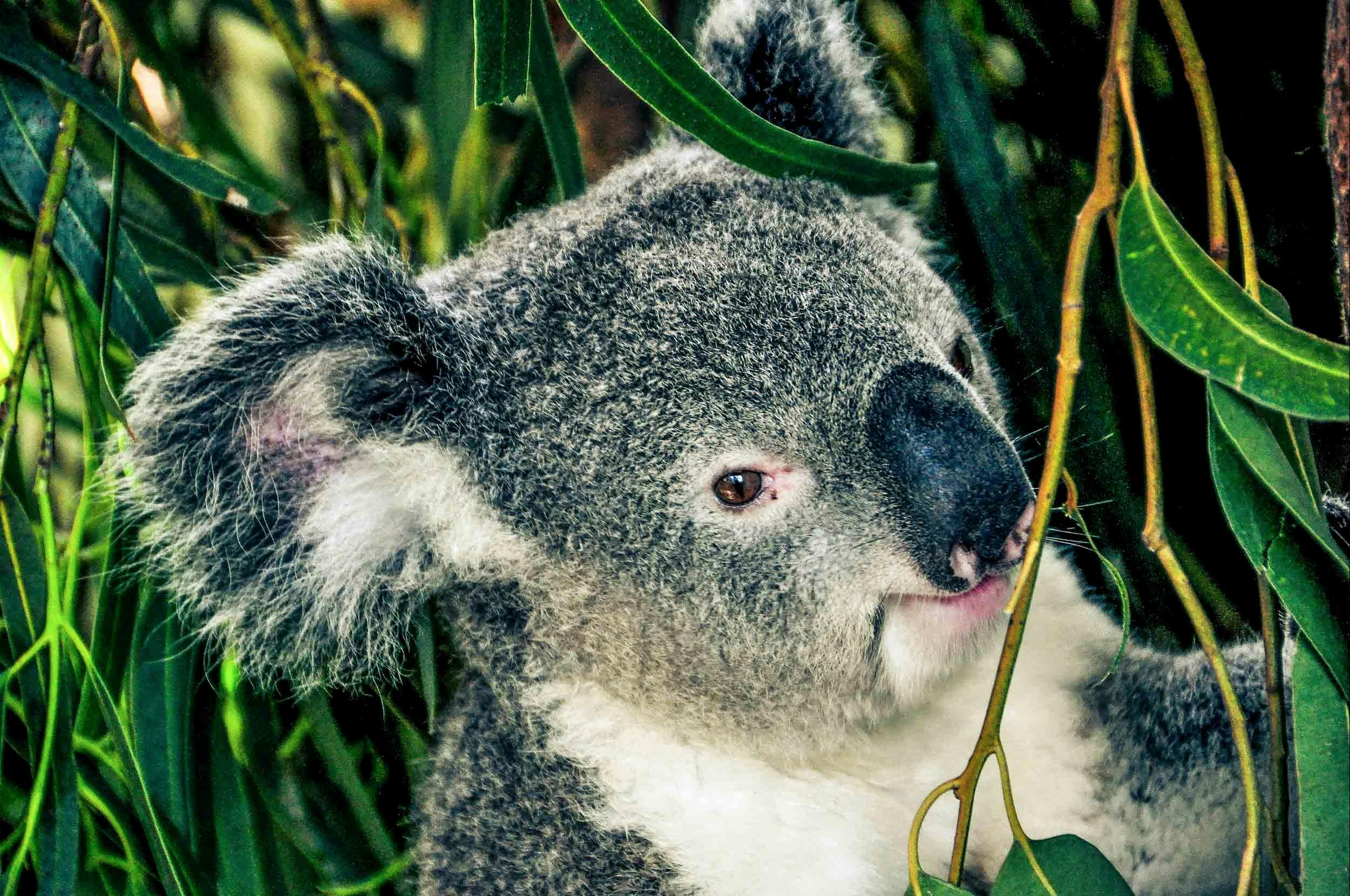 フェザーデールワイルドライフパークのコアラ