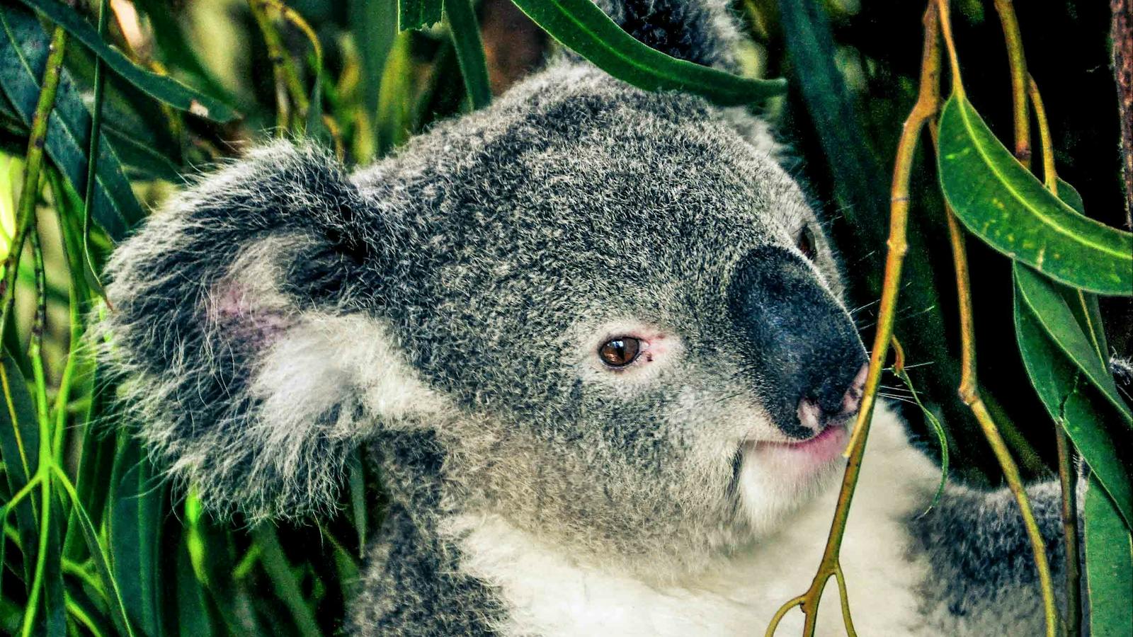 Koala at Featherdale Wildlife Park