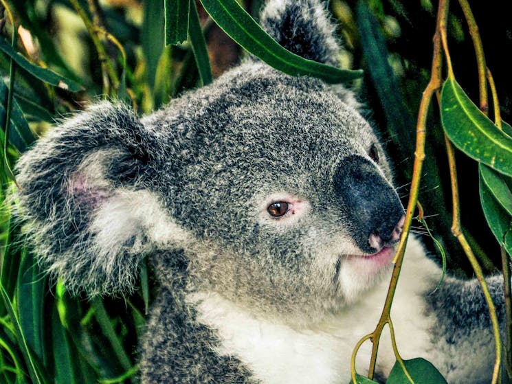 Koala at Featherdale Wildlife Park