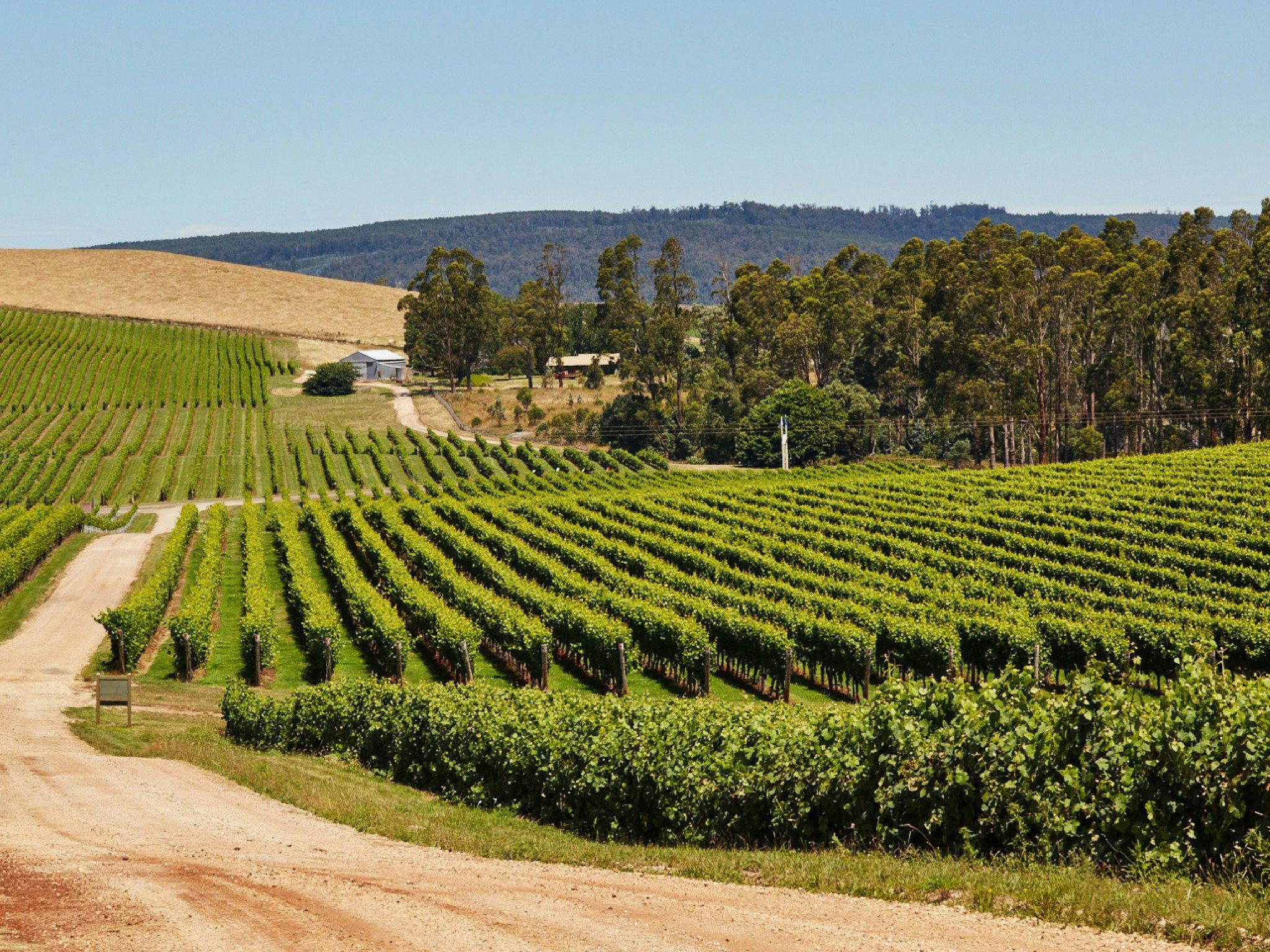 Vines in Summer